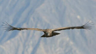 Andean Condor