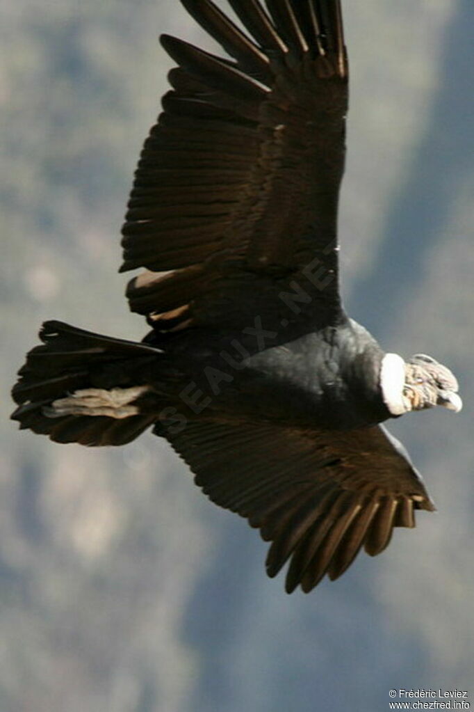 Condor des Andesadulte