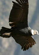 Andean Condor