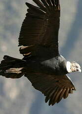 Condor des Andes