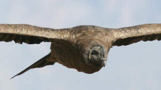 Andean Condor