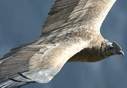 Andean Condor