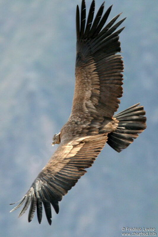 Condor des Andesimmature