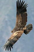 Andean Condor