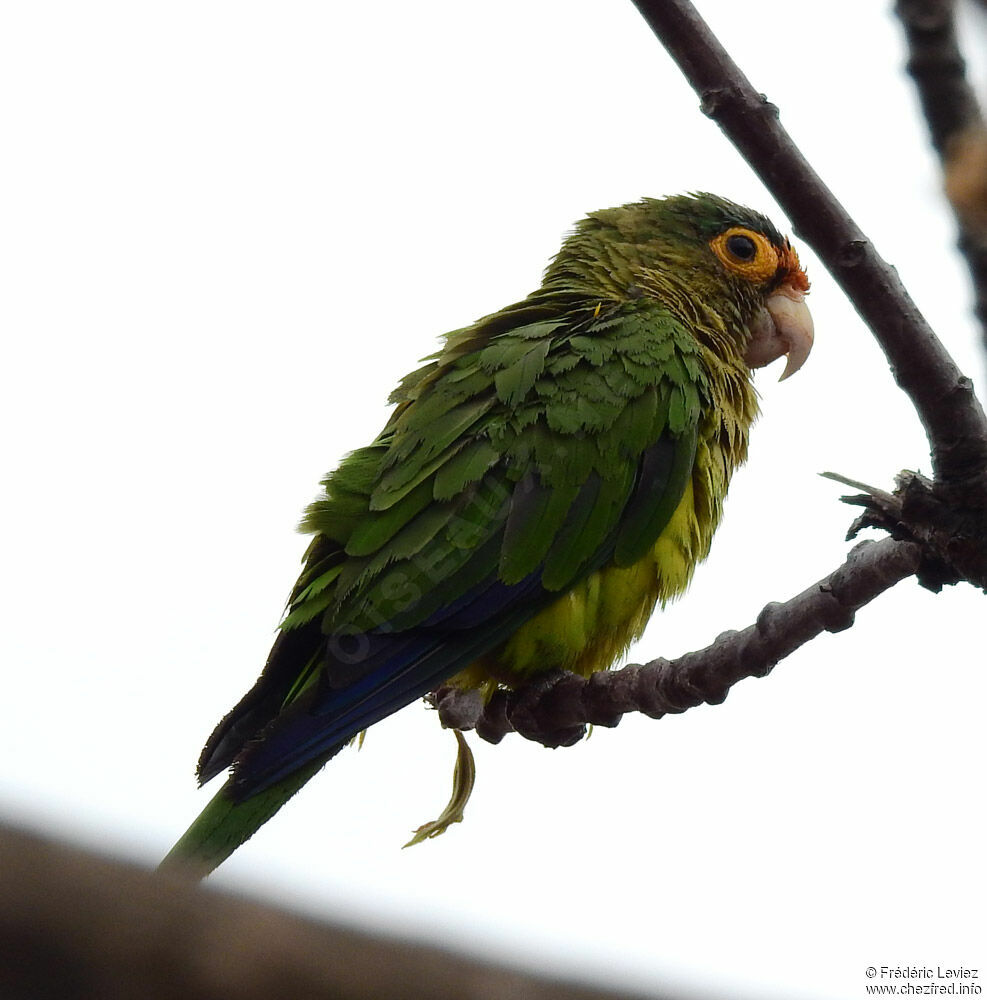 Orange-fronted Parakeetadult, identification