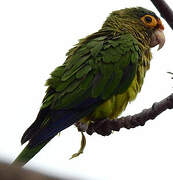 Orange-fronted Parakeet