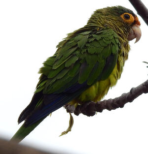 Conure à front rouge