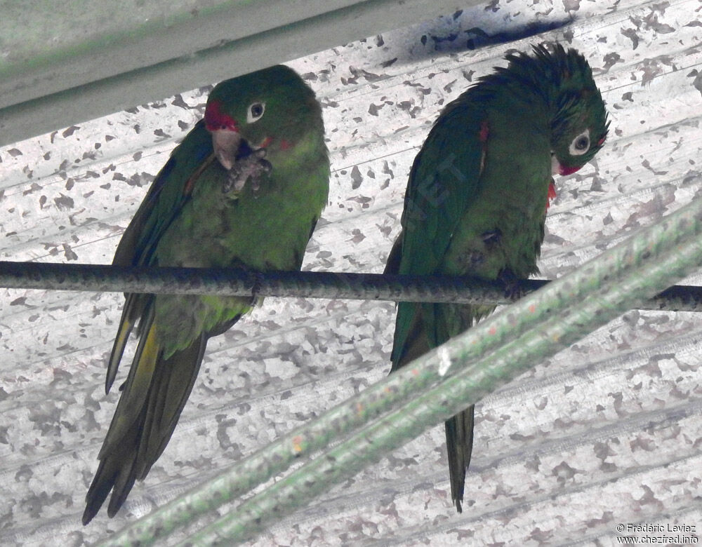 Conure de Finschadulte, identification