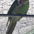 Conure de Finsch