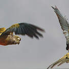 Conure de Patagonie