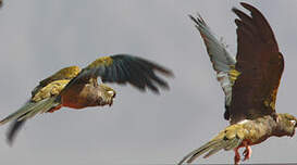 Conure de Patagonie