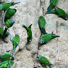 Conure de Weddell