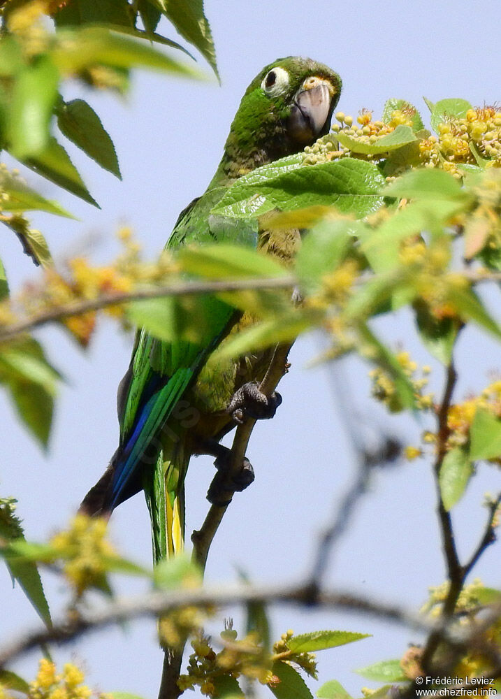 Olive-throated Parakeetadult, identification