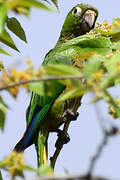 Olive-throated Parakeet