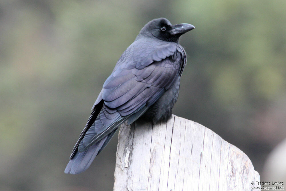 Large-billed Crowadult, identification