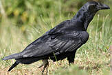 Corbeau à queue courte