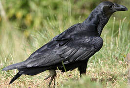 Corbeau à queue courte