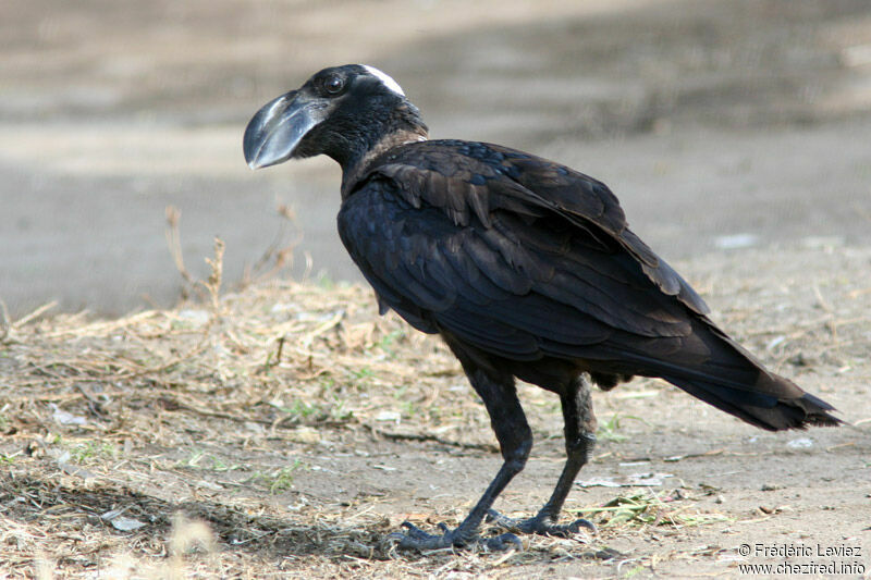 Corbeau corbivauadulte