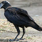 Corbeau corbivau