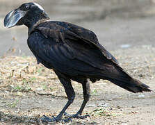 Thick-billed Raven