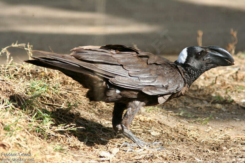 Corbeau corbivauimmature, identification
