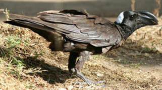 Thick-billed Raven