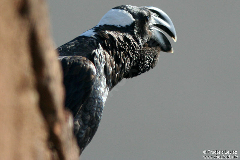 Corbeau corbivauadulte