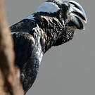 Corbeau corbivau