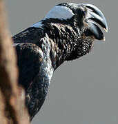 Thick-billed Raven