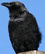 Somali Crow