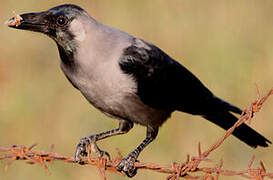 House Crow