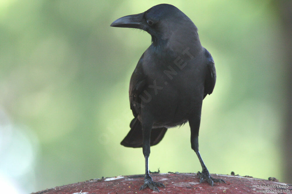 House Crowadult, identification