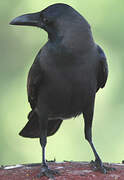 House Crow