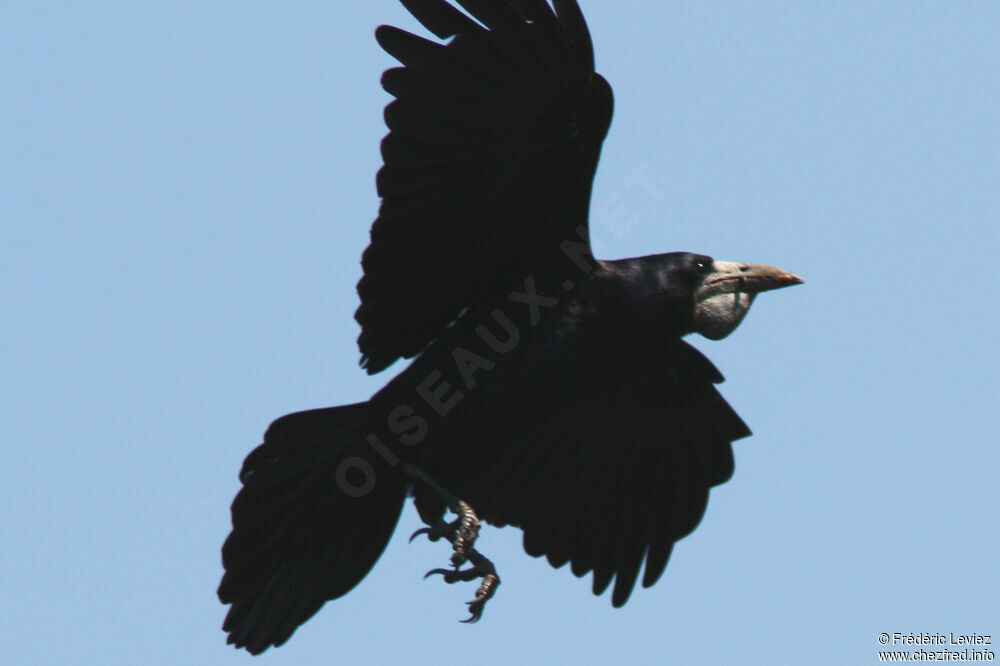 Corbeau freuxadulte, Vol