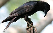 Corbeau indien
