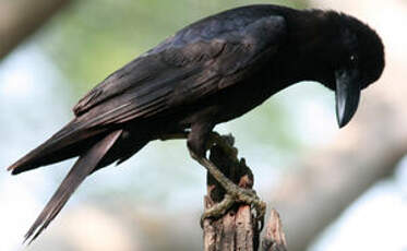 Corbeau indien