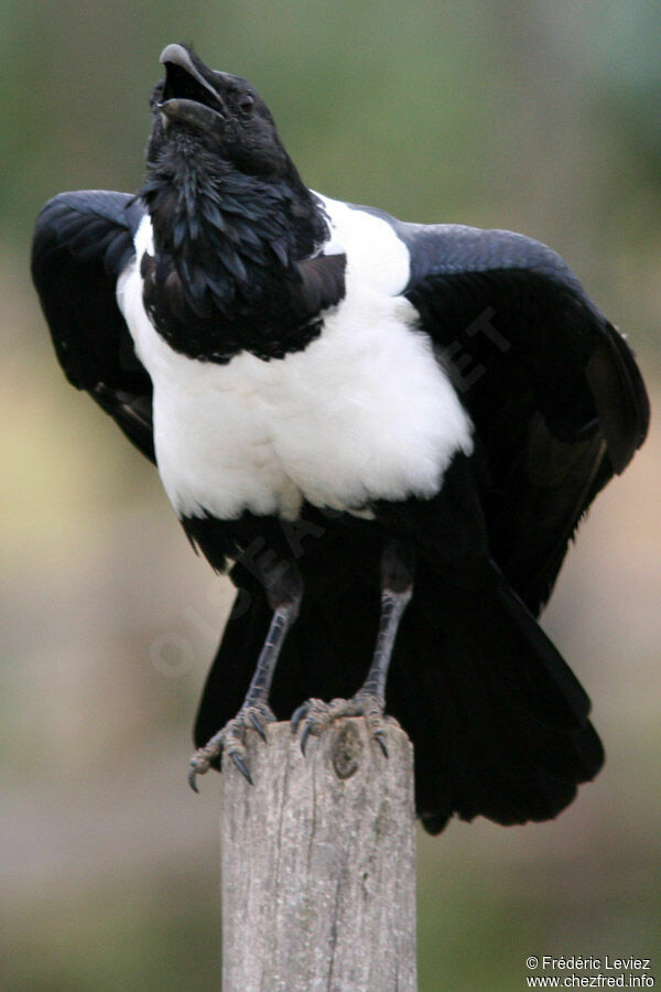 Pied Crowadult