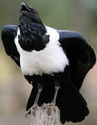 Pied Crow