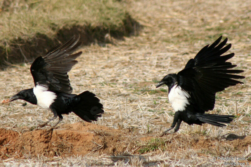 Pied Crowadult