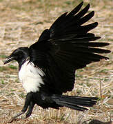 Pied Crow