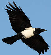 Pied Crow