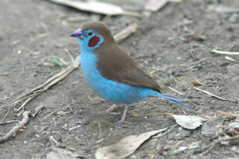 Cordonbleu à joues rouges mâle adulte