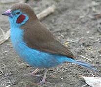 Red-cheeked Cordon-bleu