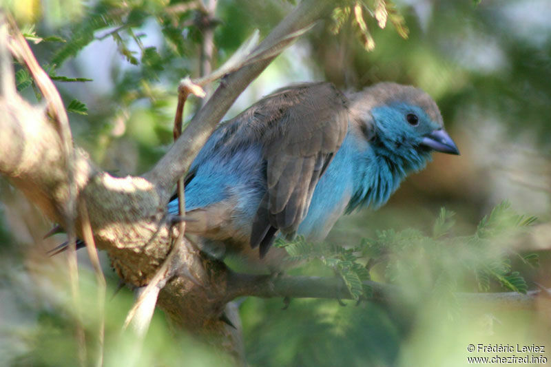 Cordonbleu de l'Angolaadulte