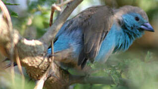 Blue Waxbill