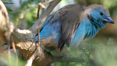 Cordonbleu de l'Angola