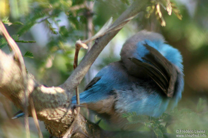 Blue Waxbilladult