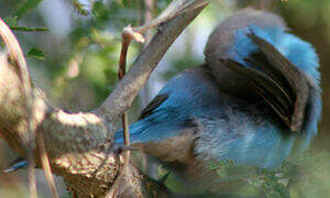 Blue Waxbill