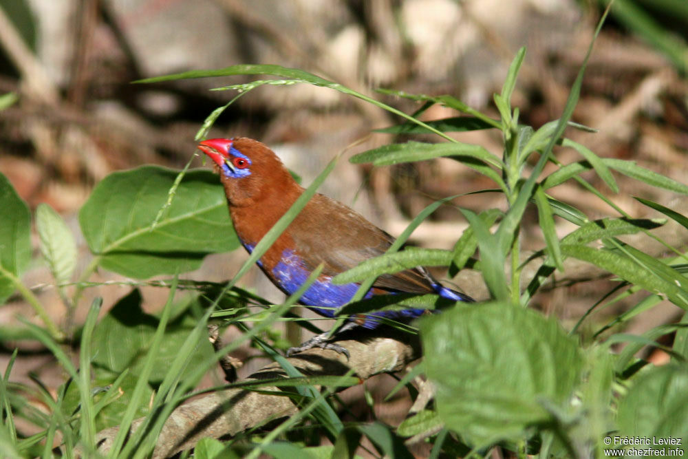 Cordonbleu violacé mâle adulte