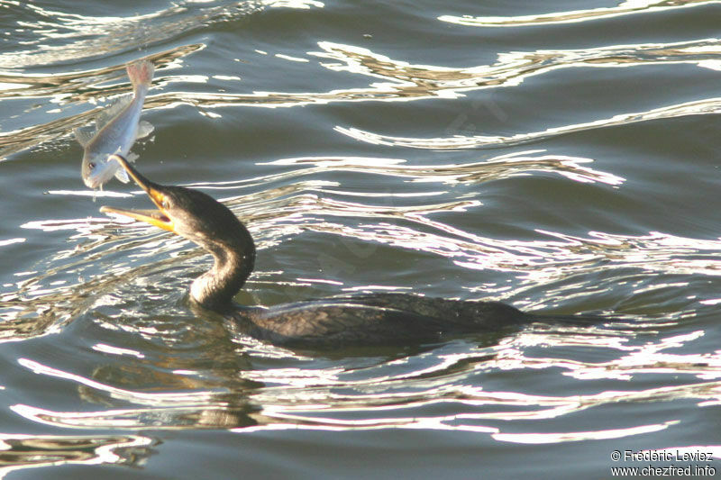 Cormoran à aigrettesadulte